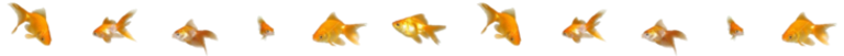 goldfish